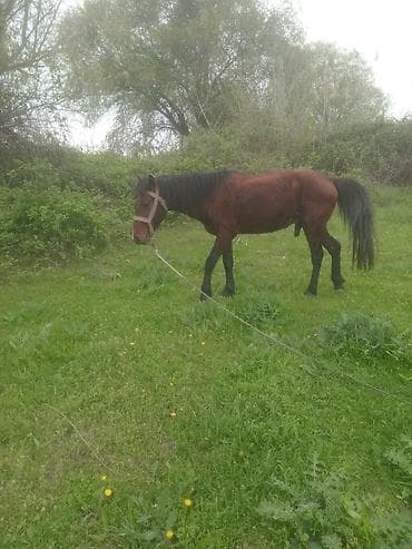 cins qoyunlar satilir: Erkək, il: 5, Ünvandan götürmə — 2