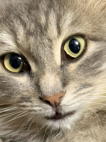 pişiy pulsuz: Qiymetde razilasmag olar — 3