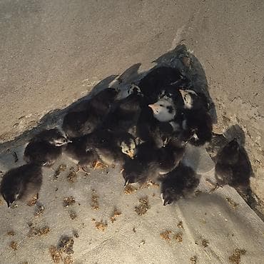 Quşlar: Yüksək yumurta verimli sakit xasiyyətli təsərrüfat üçün ideal cins İlk — 2