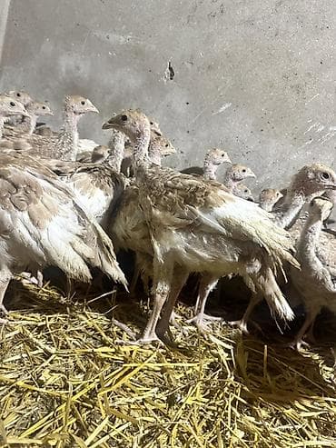 siyam pisiyi satilir: Açıq Burbon Hinduşka Balası. Tam Original Sort. Çox Çətinliklə Tapılan — 1