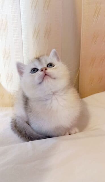 qold pişik: Britan, Erkək, Ünvandan götürmə — 6