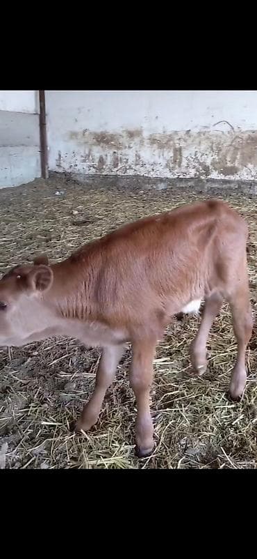 inek cinsleri: 1 ci digub dunen digub 19 litra sud verir erkek balasi ile birge — 6