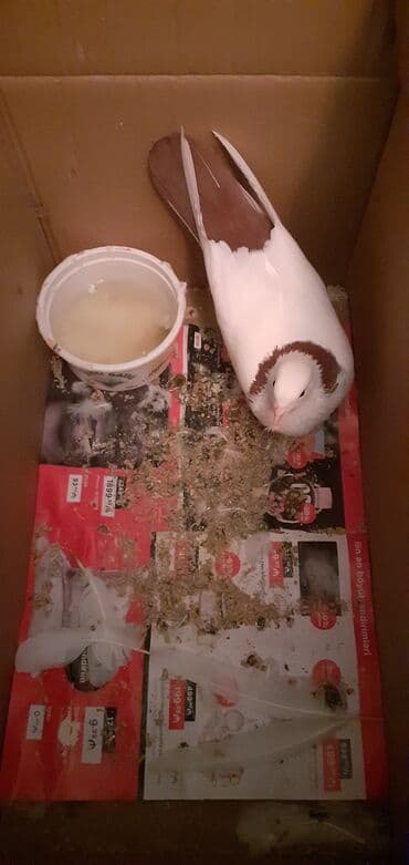 Gəmiricilər: Qirmizi boynu güllü deste qirmizi quyruq qus satiram kesik qanatda — 1