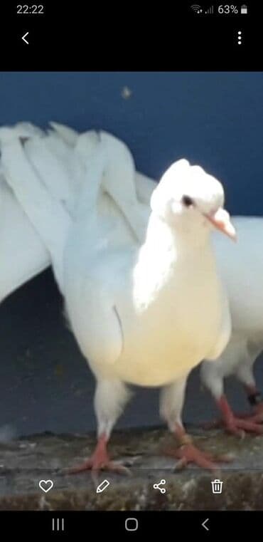 rəngli quşlar: Xüsusiyyətlər: kom şəkildə satilir 40 a yaxin quşdu - Rəng: tam ağ — 4