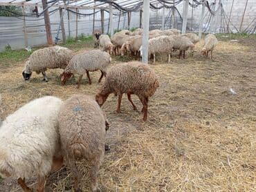 qurbanlıq qoyunlar: Dişi, Qala, il: 1, 50 kq, Damazlıq, Ünvandan götürmə — 6