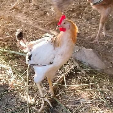 taxta domikler: Qarışıq yerli toyuq və xoruz sürüsü - Cinslər: yerli qarışıq (ağ — 7