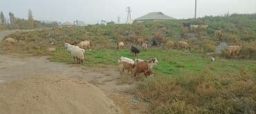 balasına süd vermeyen qoyun: 28 heyvandı 2 si boğaz qoyundu şişəkdilər 4 erkək dvır 22 keçi cavan — 2