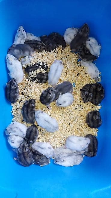 it balaca: Dwarf hamster balaları – müxtəlif rənglər - Növ: cırtdan — 5