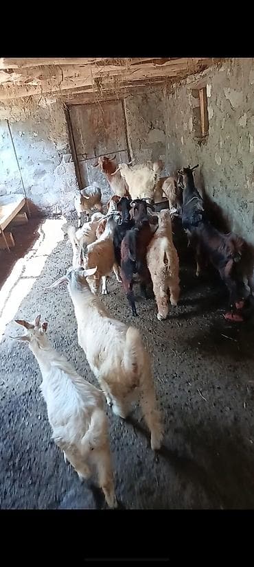 cucə şəkili: Satışda yerli keçi sürüsü - Növ: yerli keçilər (dişi və erkək fərdlər — 1