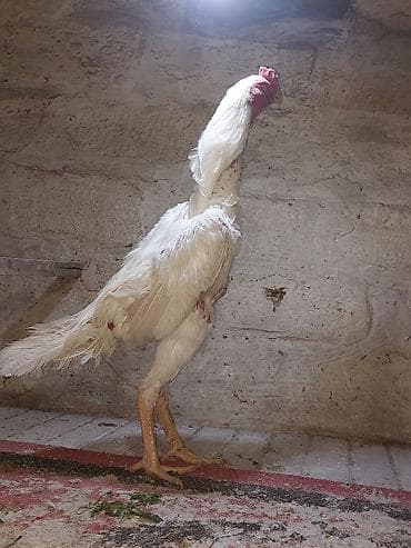 Toyuq cücələri, Damazlıq