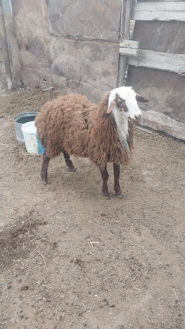 Inəklər, öküzlər: Məhsul: Erkək əbrəş qoyun - Cins: Əbrəş (yerli uzun yunlu tip) - — 5