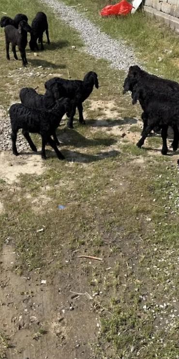 diri quzu satisi: 1 ay yarımlıq 8 baş quzulardı 6 erkey 2 dişi — 9