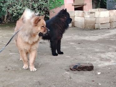 пудель карликовый цена: Чау-чау, 11 месяцев, Самец, Самовывоз — 3