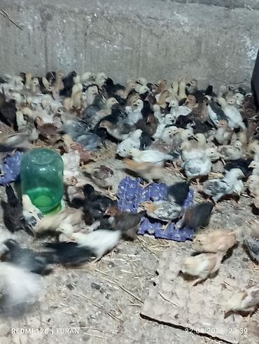 Toyuq cücələri, Damazlıq