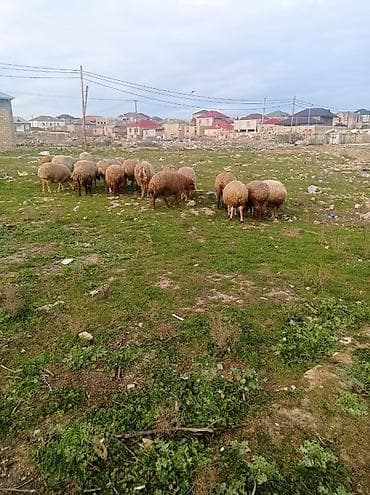 alabay satılır: Tecılı satılır bogazdilar 20 basdı bugüne sabaha doqacaqlar — 3