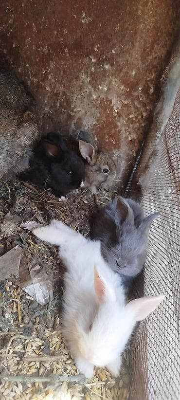 balaca it: ‼️Təcili Satılır‼️ 3 böyük 10 dənə 3 aylıq və 5 dənə 1 aylıq balalar — 8