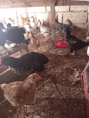 Volkswagen: Куриные цыплята, Для разведения — 5