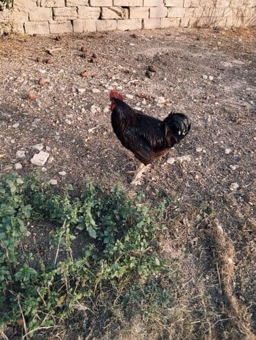 Hinduşka: Toyuq, Yumurtalıq — 4