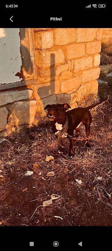 pitbul satışı: Pitbul — 1