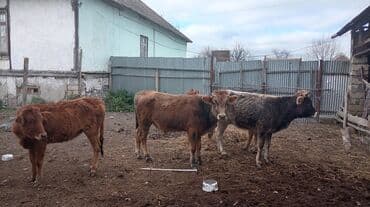 Mal-qara – buzovlar Təsvir: - Şəkillərdə eyni həyətdə saxlanılan 4