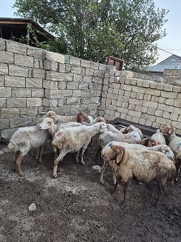 gence itler: 12 baş Qoyun içində şişəydə var– ana və gənc başlar - Növ: yerli — 5