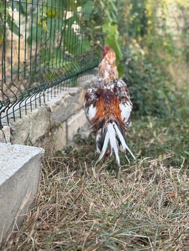 Коровы, быки: Петух, Heyrati, лет: <1, Самовывоз — 4