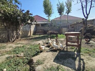 kuban ördek: Dişi, | Kuban, Ətlik, Ünvandan götürmə — 1