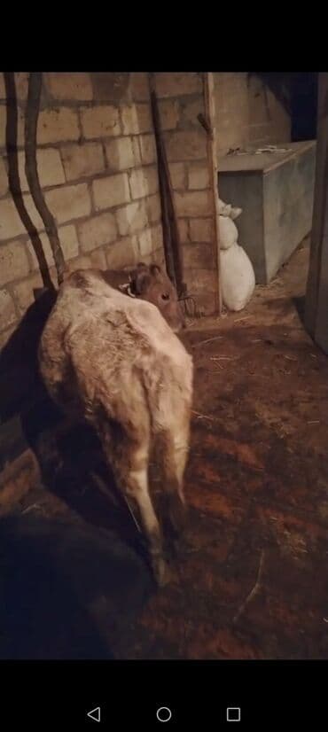 ən gözəl itlər: 6aylg erkek dana unvan agdas — 4