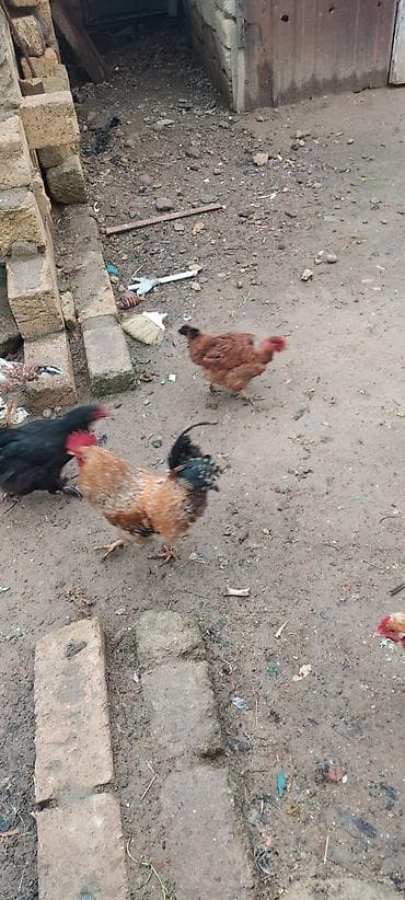 cucə və xoruz təmsil: Toyuq, Damazlıq — 3