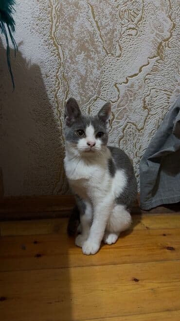 взять бесплатно котёнка: Шотландская, Самец, В добрые руки, Самовывоз, Бесплатная доставка — 2