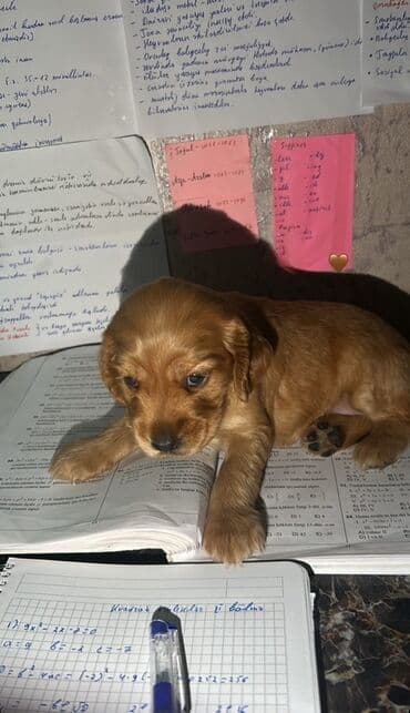 cocker: Koker spaniyel — 4