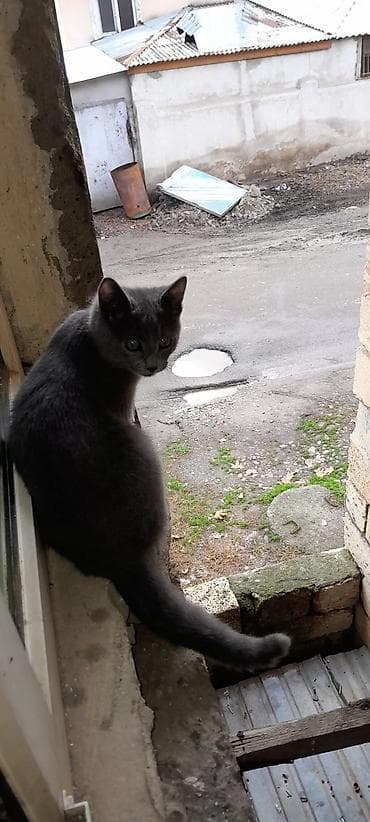 Rus mavi, Yaxşı əllərə — 3