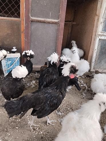 pişikler ucuz: Toyuq, Damazlıq — 10