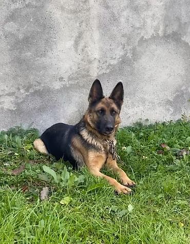 Quşlar: Alman çoban iti, 1 il, Dişi — 2