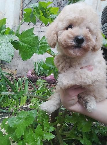 pudel itlerin satisi: Pudel, 2 ay, Erkek — 4