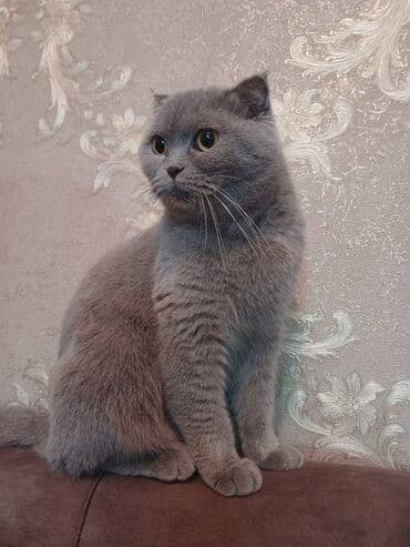 Britan, Dişi, Yaxşı əllərə, Ödənişli çatdırılma