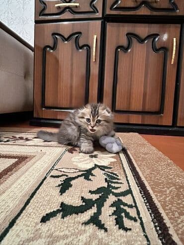 pişiy pulsuz: Şotland uzun tüklü, Erkək — 5