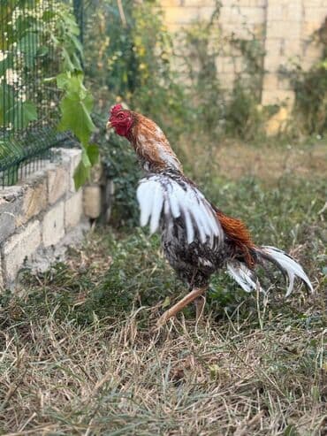 Коровы, быки: Петух, Heyrati, лет: <1, Самовывоз — 10