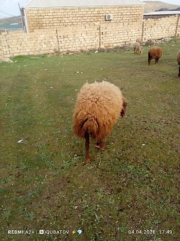 dovşan haqqında məlumat: Erkey toğulu satılır istəyən olsa yazsın video sun atım baxın real — 3