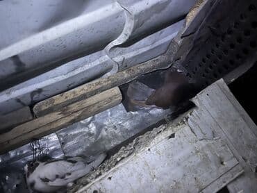 hazır yuva: Məhsul: Ev göyərçinləri – cüt Təsvir: - Şəkillərdəki quşlar evdə — 2