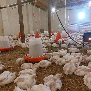 yaponka toyuq: Toyuq cücələri, Ətlik — 6