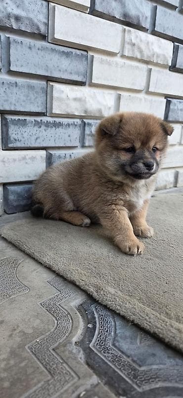 tap az ev itleri: 2 ay, Dişi — 1