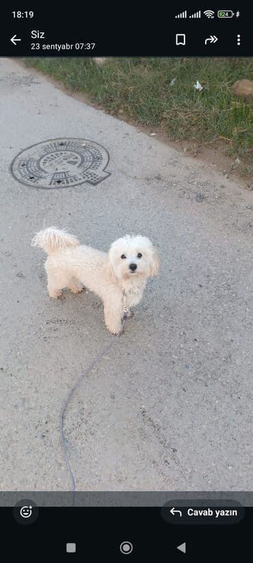 маленькие собаки в баку: Miniatür ağ it – pişik tüklü, qıvrım-ağ rəngli kürk, qara gözlər və — 3