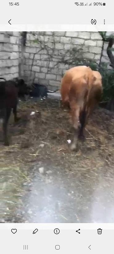 cuce yemi: Satış üçün 2 baş iri buynuzlu heyvan - Növ: inək - Rənglər: biri açıq — 1