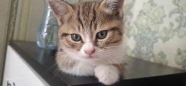 pişik etibarlı əllərə: Britan pişiyi 3 aylıq baladı.six yumusaciq tükleri saglam mehriban — 14