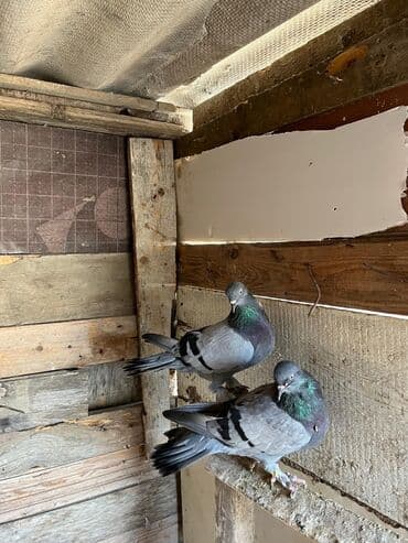 ayliq 10 azn internet: Salam hazır cutduler sağlam bala veriller.balalarida 4-5 saat ucullar — 1