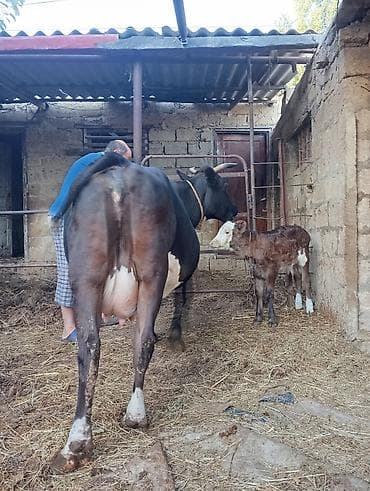 inək satşı: Şves inek erkek balası ile birlikde satılır 15 gündür doğub 3cü qarın — 6