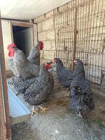 cuce ve xoruz: Barred Rock Plymouth. 3-fərə 3-xoruz 1il5 aylıqdılar təmiz qan sağlam — 2