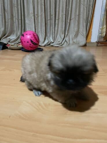 pekines itləri: Pekines — 4