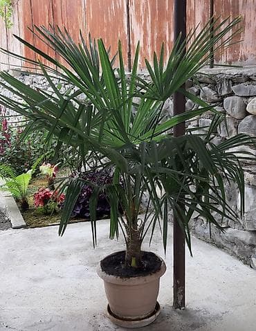 ag neft harda satilir: Saksıda palma ağacı – dekorativ otaq və bağ bitkisi - Növ: Fan — 1